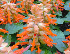 Сальвія блискуча Редді лососевакупити