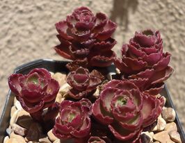 Очиток ложный Вуду (Sedum spurium Voodoo) купить