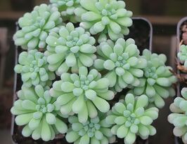 Очиток Рубенса Лизард (Sedum rubens Lizard) купить