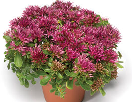 Очиток ложный Соларити (Solarity) купить