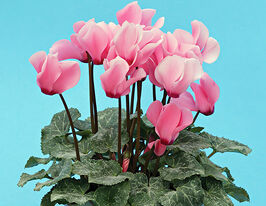 Цикламен персидський міні Беттікупити