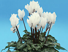 Цикламен персидський міні Брігіттакупити