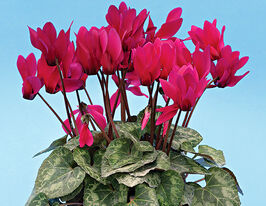 Цикламен персидский мини Гильда купить