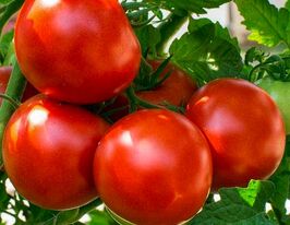 Використання сибірських томатів