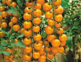 Томат Валенсія F1купити