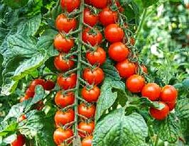 Высокорослые сорта помидор: купить семена высокорослых томатов в Украине