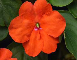 Бальзамин Уоллера Имара F1 оранжевый купить