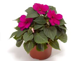 Бальзамін Уоллера Імара F1 фіолетовийкупити