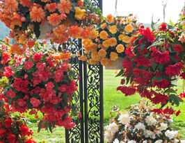 Бегонія бульбова ампельна Іллюмінейшн F1 сумішкупити