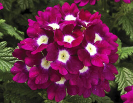 Вербена гибридная Тускани F1 Бургунди виз Ай купить