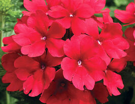 Вербена гибридная Тускани F1 Скарлет купить