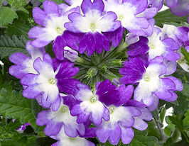 Вербена Тускани F1 Твистер пурпурная купить