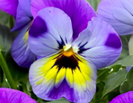 Віола Пенні F1 Віолет блюкупити