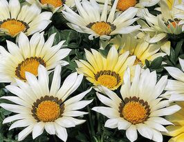 Газания жестколистая Биг Кисс F1 белая купить