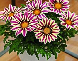 Газанія жорстколиста Біг Кісс F1 Вайт флеймкупити