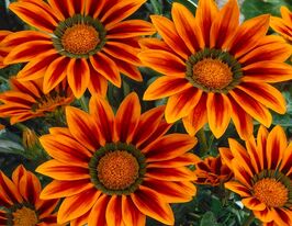 Газания жестколистая Биг Кисс F1 Оранж флейм купить