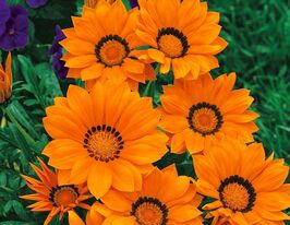 Газанія жорстколиста Біг Кісс F1 Оранжевакупити