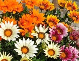 Газания жестколистая Биг Кисс F1 смесь купить