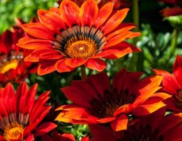 Газания жестколистая Биг Кисс F1 красная купить