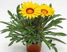 Газания жестколистная Фрости Кисс F1 Желтая купить