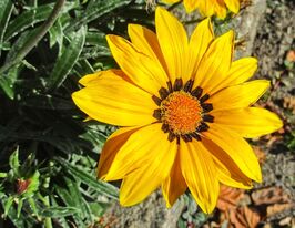 Газания жестколистная Фрости Кисс F1 Желтая купить