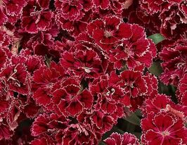 Гвоздика турецькая Династия F1 Роуз лейс купить