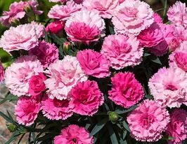 Гвоздика турецкая Династия F1 Пинк Меджик купить