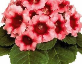 Глоксинія Аванті F1 персиково-рожевакупити