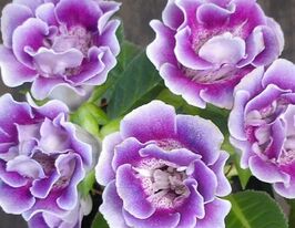 Глоксинія Аванті F1 світло-фіолетова з темною серединоюкупити