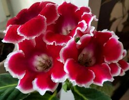 Глоксинія Аванті F1 червона з обідкомкупити