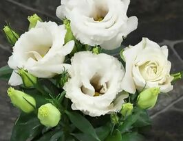 Еустома великоквіткова махрова Маріачі F1 білакупити