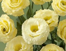 Еустома великоквіткова махрова Маріачі F1 жовтакупити