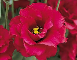 Еустома великоквіткова махрова Маріачі F1 карміновакупити