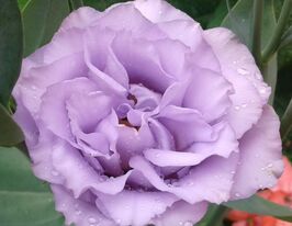 Еустома великоквіткова махрова Маріачі F1 лавандовакупити