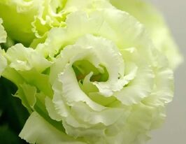 Еустома великоквіткова махрова Маріачі F1 лайм грінкупити