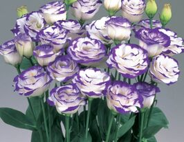 Еустома великоквіткова махрова Маріачі F1 місті блукупити