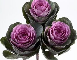 Капуста декоративна Кондор F1 червонакупити