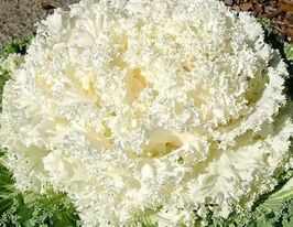 Капуста декоративна Нагойя F1 білакупити