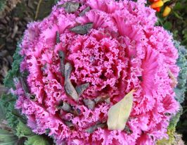 Капуста декоративна Нагойя F1 рожевакупити