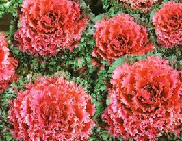 Капуста декоративна Нагойя F1 червонакупити