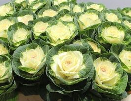 Капуста на зріз Кондор F1 білакупити