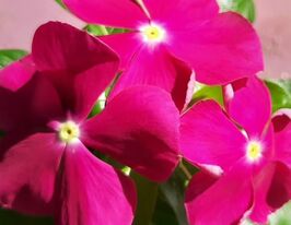 Катарантус низькорослий Титан F1 пінккупити