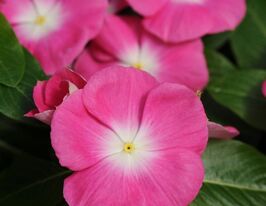 Катарантус низькорослий Титан F1 роуз хеллоукупити