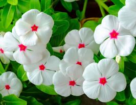 Катарантус рожевий СанШторм F1 білийкупити