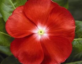 Катарантус рожевий СанШторм F1 скарлет з вічкомкупити