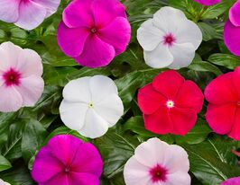 Катарантус рожевий СанШторм F1 сумішкупити