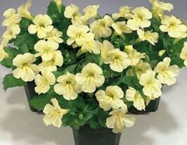 Мімулюс гібридний Містік F1 ейворікупити