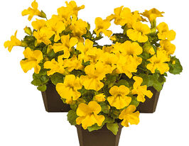 Мімулюс гібридний Містік F1 жовтийкупити