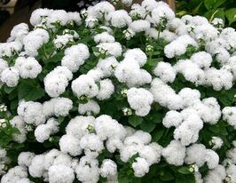 Агератум Алоха F1 білийкупити