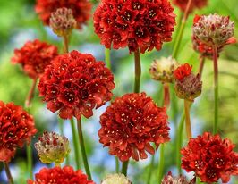 Армерия Балерина красная купить